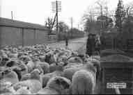 Sheep on edgar Street 1945